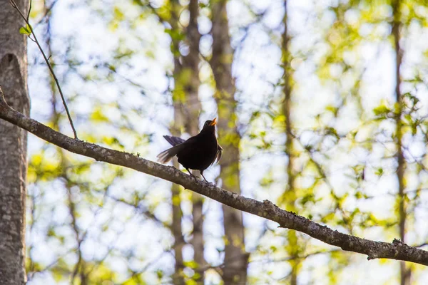 春には美しい黒い鳥が巣作りの季節に備えています 春の風景の中の野鳥 — ストック写真