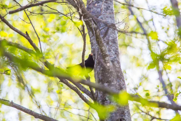 春には美しい黒い鳥が巣作りの季節に備えています 春の風景の中の野鳥 — ストック写真