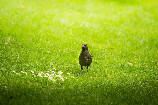 Beautiful Blackbird Spring Getting Ready Nesting Season Wild Birds Spring — 스톡 사진