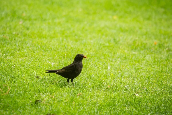Красива Чорна Пташка Навесні Готується Сезону Гніздування Дикі Птахи Весняних — стокове фото