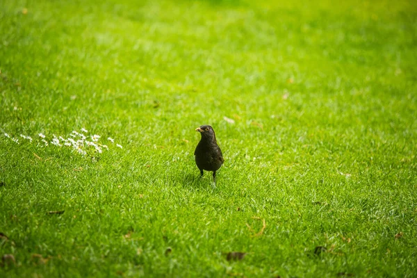 Hermoso Mirlo Primavera Preparándose Para Temporada Anidación Aves Silvestres Paisaje —  Fotos de Stock