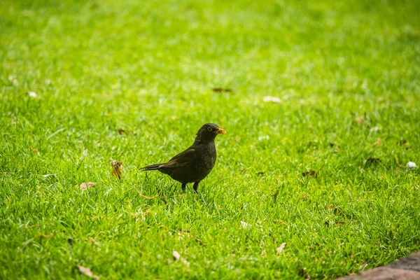 Belo Melro Primavera Preparando Para Temporada Nidificação Pássaros Selvagens Uma — Fotografia de Stock