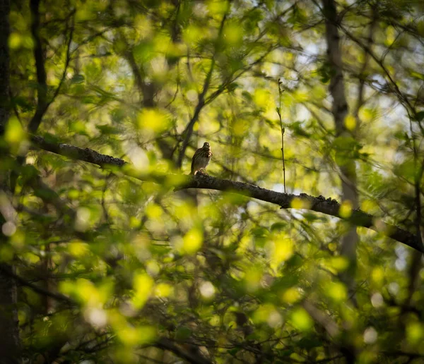 A beautiful small singing bird feeding and singing in the backyard. Spring scenery with a bird.