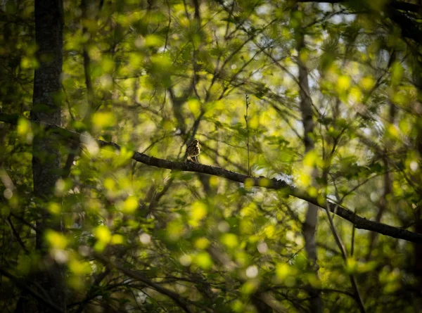 Hermoso Pajarito Cantando Alimentándose Cantando Patio Trasero Paisaje Primavera Con — Foto de Stock