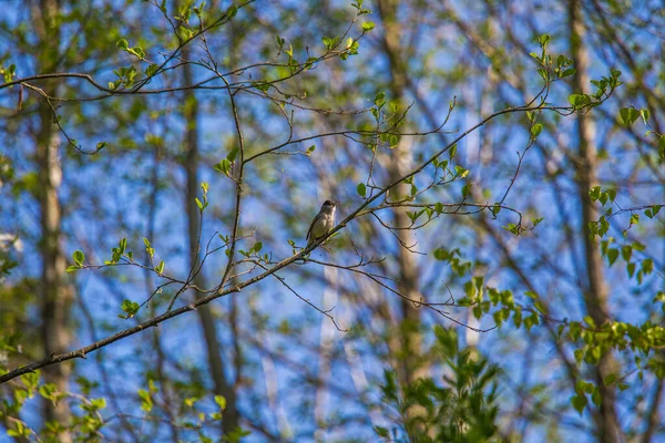 Прекрасна Маленька Співоча Пташка Годує Співає Задньому Дворі Весняні Пейзажі — стокове фото