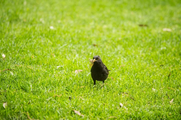 Eine Wunderschöne Amsel Frühling Die Sich Auf Die Brutzeit Vorbereitet — Stockfoto