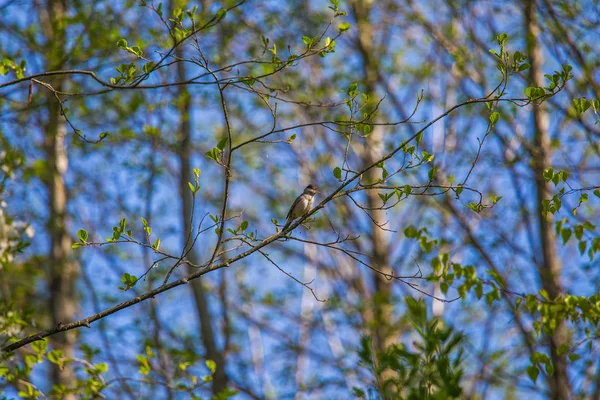 Belo Pequeno Pássaro Cantando Alimentando Cantando Quintal Cenário Primavera Com — Fotografia de Stock