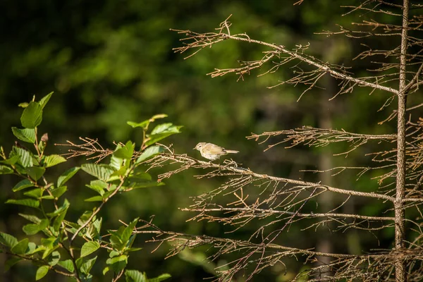 Прекрасна Маленька Співоча Пташка Годує Співає Задньому Дворі Весняні Пейзажі — стокове фото