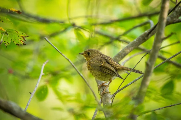 Beau Petit Oiseau Chantant Nourrissant Chantant Dans Cour Arrière Paysage — Photo