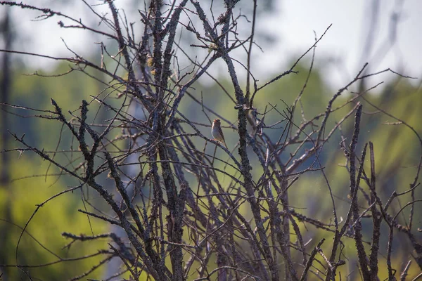 Hermoso Pajarito Cantando Alimentándose Cantando Patio Trasero Paisaje Primavera Con — Foto de Stock