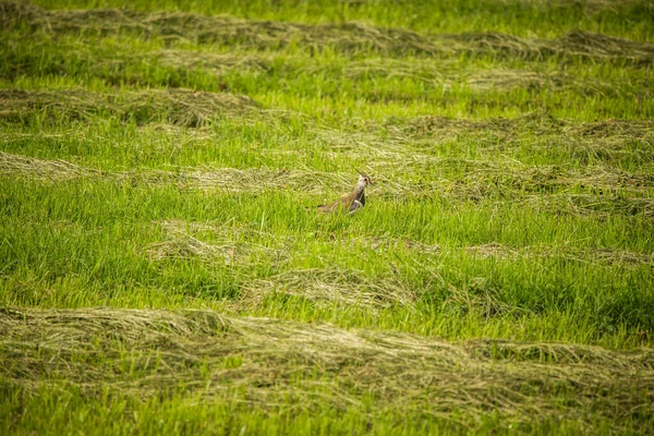 Vacker Liten Sjungande Fågel Som Matar Och Sjunger Bakgården Vårlandskap — Stockfoto