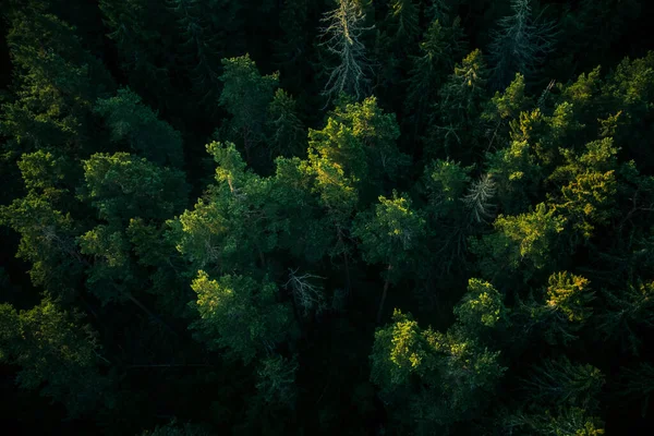 Een Prachtig Uitzicht Van Bovenaf Naar Het Bos Zomerochtend Aero Stockafbeelding