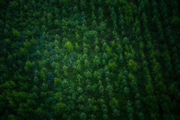 Красивый Вид Сверху Лес Летним Утром Аэрофотосъемка Диких Лесов Лицензионные Стоковые Фото