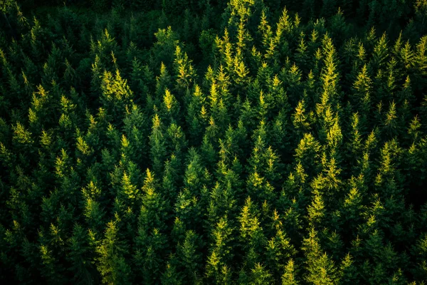 Gyönyörű Kilátás Fentről Erdőbe Nyári Reggelen Aero Fotózás Vadon Élő Stock Kép