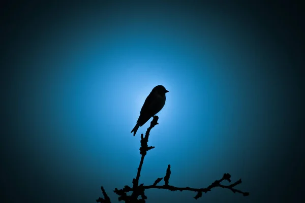 Een Prachtig Donker Silhouet Van Een Kleine Zingende Vogel Tegen Stockfoto