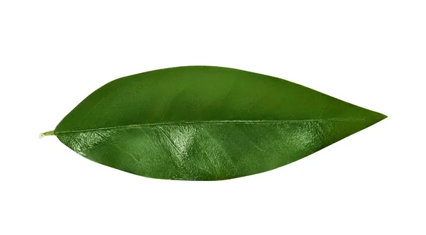 Mandalina yaprak izole. Kırpma yolu ile bir ağaç yaprak