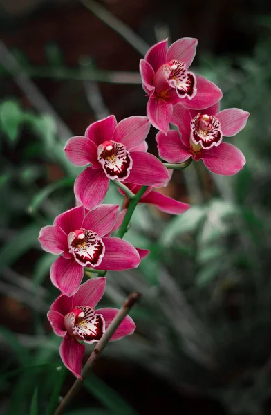 Orquídea Rosa Grande Bonita Nos Trópicos Muitas Flores Brilhantes — Fotografia de Stock