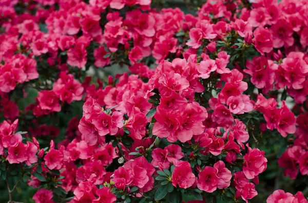 Çiçek arka plan. Bir sürü pembe açelya. Rhododendron cinsi