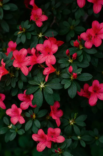 Viele Blüten Der Rosa Azalee Blumenzucht — Stockfoto