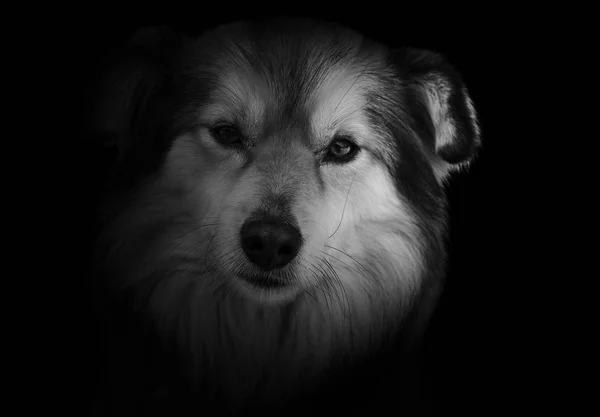 Siyah bir zemin üzerine yalnız bir köpek size bakar. Bir sahibi gerekir üzücü bir hayvan.