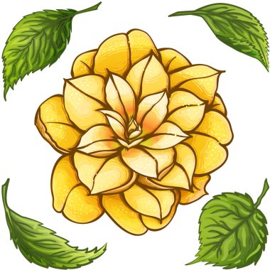 Egzotik çiçek. KAMELYA yeşil yaprakları ile. Cennet altın çiçek.