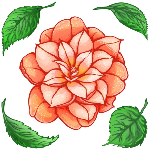 Exotic flower. Camellia with green leaves. Paradise Orange flower.