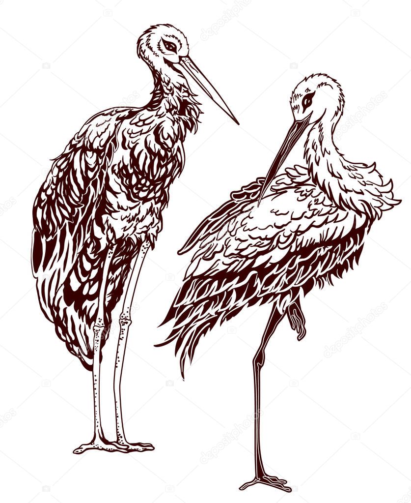 White stork illustration, drawing, engraving, ink, line art, vector