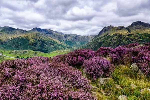 Langdale Pikes con brezo en primer plano, Little Langdale —  Fotos de Stock