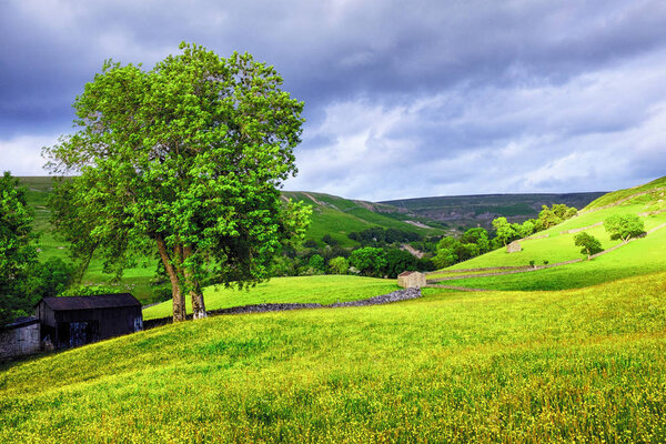 Sunlit summer meadow of buttercups, Keld, Yorkshire Dales