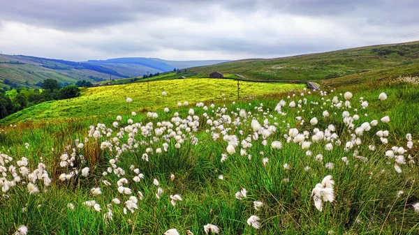 Campo británico en verano con hierba de algodón en primer plano —  Fotos de Stock