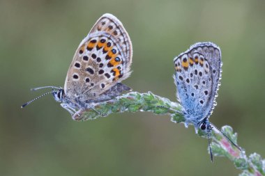 Gümüş çivili mavi kelebekler çifti