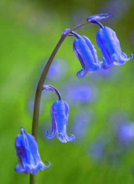 Bluebells kapatmak karşı yeşil arka plan