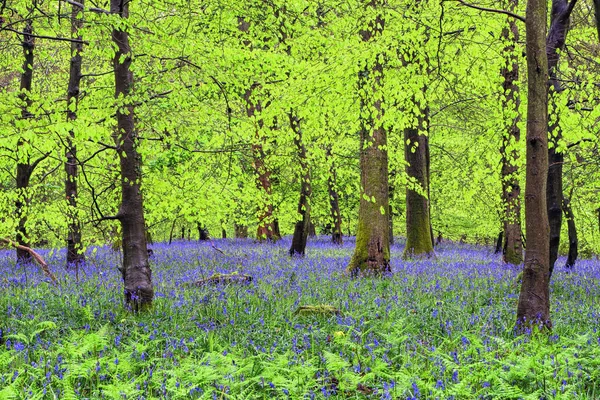 Bluebells kayın altında bırakır 