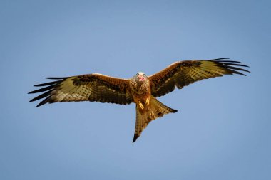 Red kite hovering with prey clipart