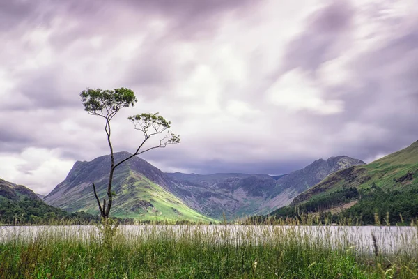 Buttermere, ön planda yalnız ağacı