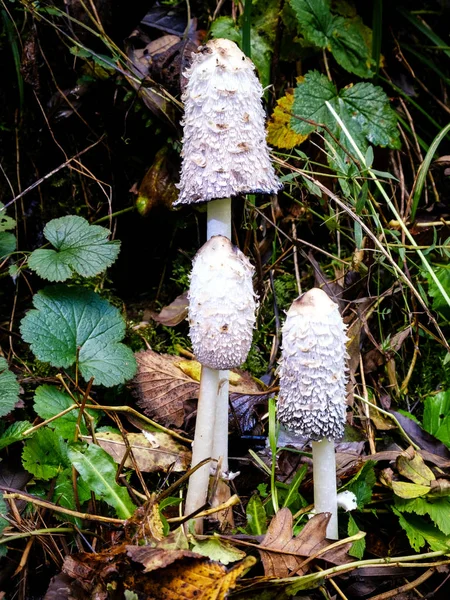 Chapéu de tinta Shaggy / Perna de advogado (Coprinus comatus) Cogumelos — Fotografia de Stock
