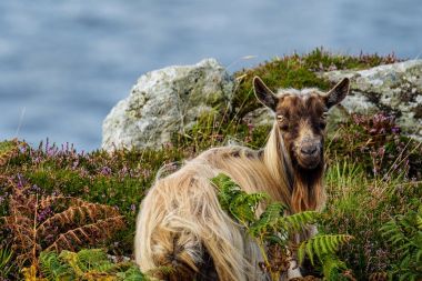Yabani keçi Davaar Adası, Campbeltown, İskoçya