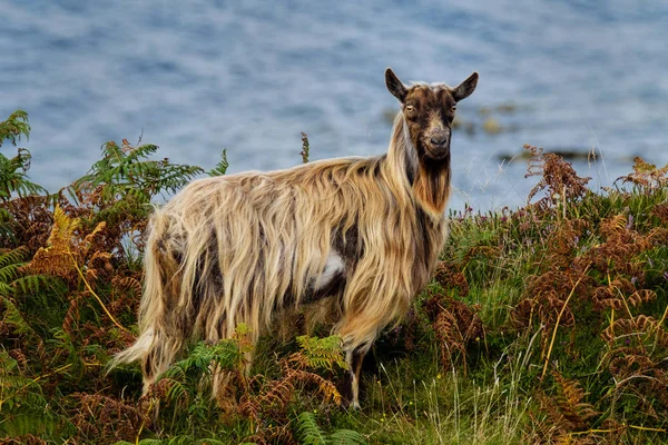 Divokých koz na Davaar ostrově, Campbeltown, Skotsko — Stock fotografie