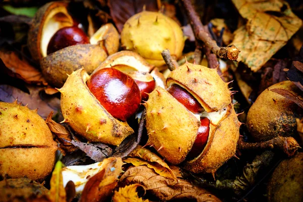 Durumlarda açılışında At kestanesi Conkers 