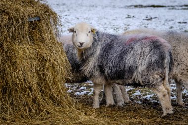 Herdwick koyun saman balya, seyir ile kış karda yakın çekim 