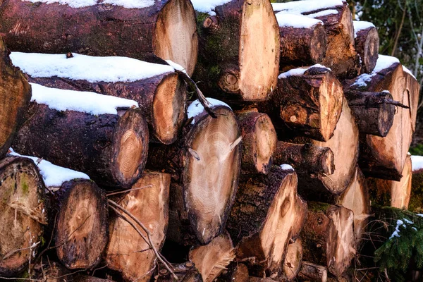 Close Sawn Timber Logs — Stock Photo, Image