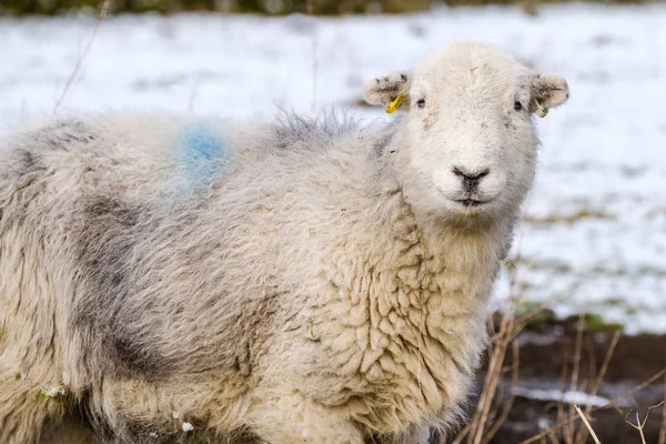 Primer Plano Las Ovejas Herdick Invierno Nieve —  Fotos de Stock