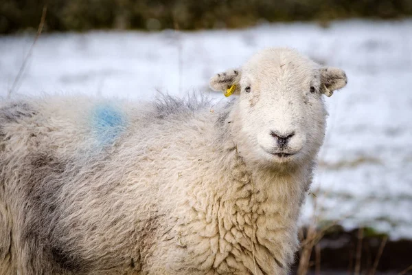 Zblízka Herdwick Zimní Ovcí Pohledu Pozadím Snow Zimní — Stock fotografie