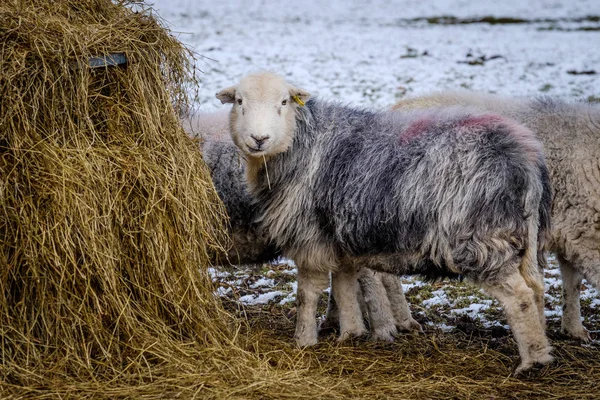 Herdwick 羊在冬季雪与干草包 — 图库照片