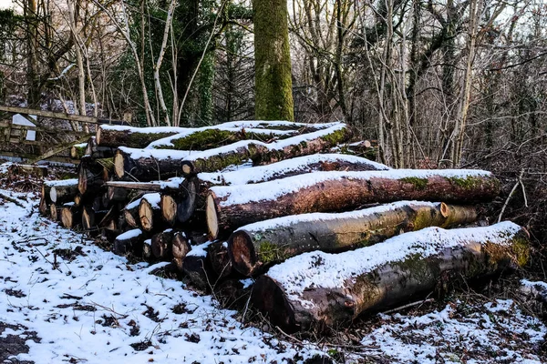 Kar kış woodland Boyutlanmış günlükleri kaplı