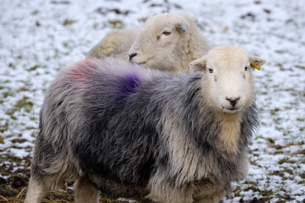Herdwick Koyun Kış Kar Arka Plan Ile Yakın Çekim — Stok fotoğraf