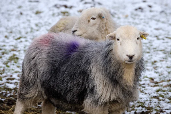 Zblízka Herdwick Ovcí Pozadím Snow Zimní — Stock fotografie