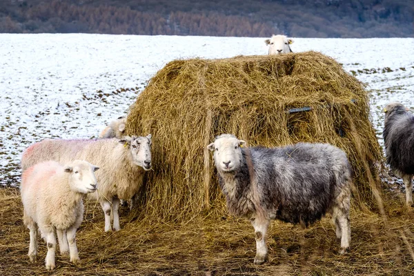 Herdwick 羊聚集在干草包周围的冬雪 — 图库照片