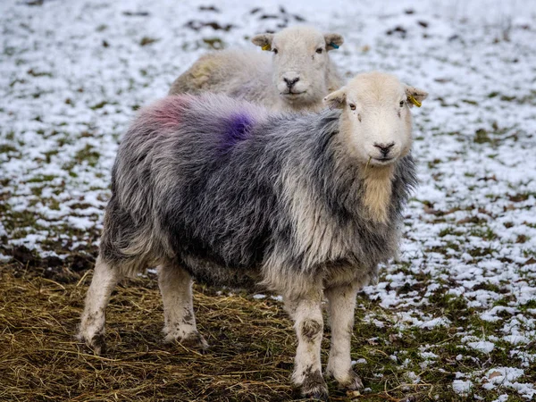 Bliska Herdwick Owiec Snow Zima — Zdjęcie stockowe