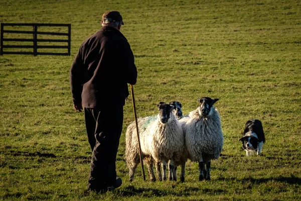 Herder Met Schapen Herdershond — Stockfoto